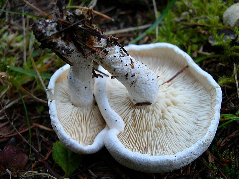Leucopaxillus alboalutaceus (F.H. Mller & Jul. Schff.) Ml